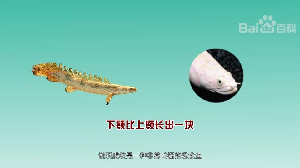 虎紋恐龍魚在冷水中的存活時間：虎紋恐龍魚在冷水中的存活時間及其適應(yīng)機(jī)制