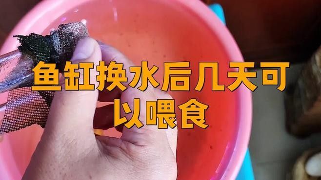 發色期換缸后需要多久喂食？：新買的魚到底幾天后可以喂食 發色期換缸后需要多久喂食？：新買的魚到底幾天后可以喂食 龍魚百科 第1張