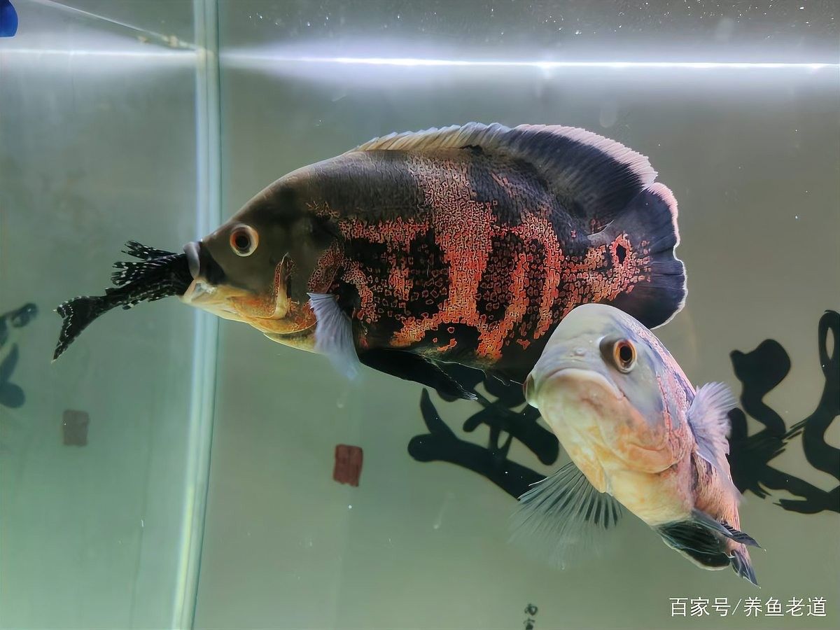 龍魚被卡住后應該如何急救：觀賞魚被卡住后多久能恢復，龍魚被卡住后多久能恢復
