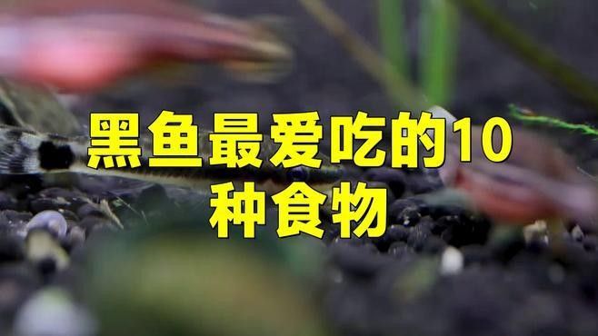 非洲黑龍魚吃什么？：非洲黑龍魚怎么養