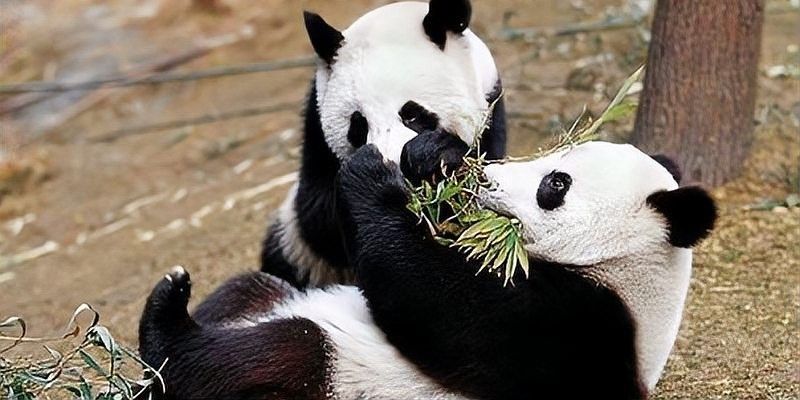 哪些亞種最稀有：全球最稀有的動物亞種