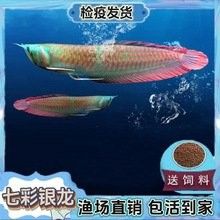 紅龍魚BTL系列的價格是多少：廣州龍魚祥龍魚場,濟南紅龍魚價格2688