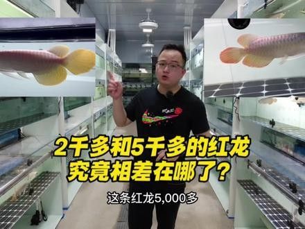 紅龍魚BTL系列的價格是多少：廣州龍魚祥龍魚場,濟南紅龍魚價格2688