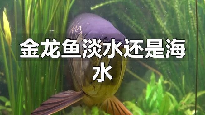白條過背金龍魚需要什么樣的水質？：白條過背金龍魚對水質的要求