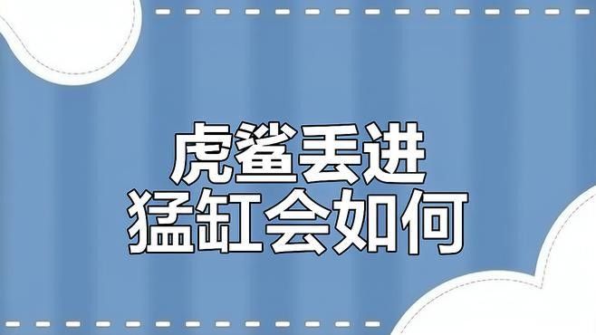 混養虎鯊需要多大的魚缸？：養虎鯊需要多大的魚缸？