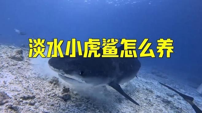 混養虎鯊需要多大的魚缸？：養虎鯊需要多大的魚缸？