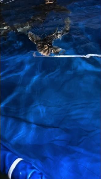 混養虎鯊需要多大的魚缸？：養虎鯊需要多大的魚缸？