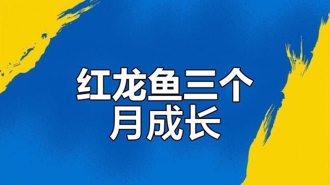 紅金龍魚多久能長大：紅金龍魚的成長周期和注意事項(xiàng)