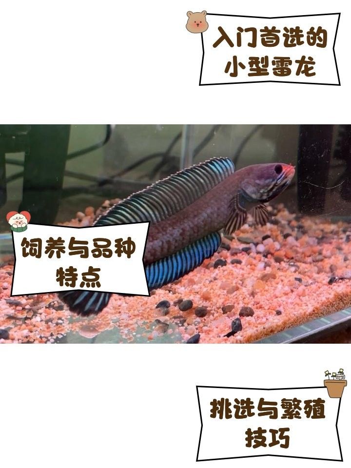 如何判斷奶茶雷龍魚是否性成熟？：奶茶雷龍魚是否性成熟需要通過觀察其行為和生理特征來進行觀察