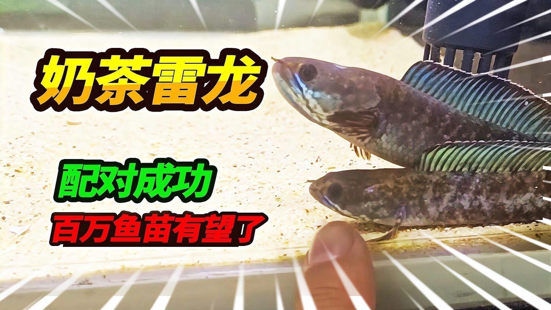 如何判斷奶茶雷龍魚是否性成熟？：奶茶雷龍魚是否性成熟需要通過觀察其行為和生理特征來進行觀察