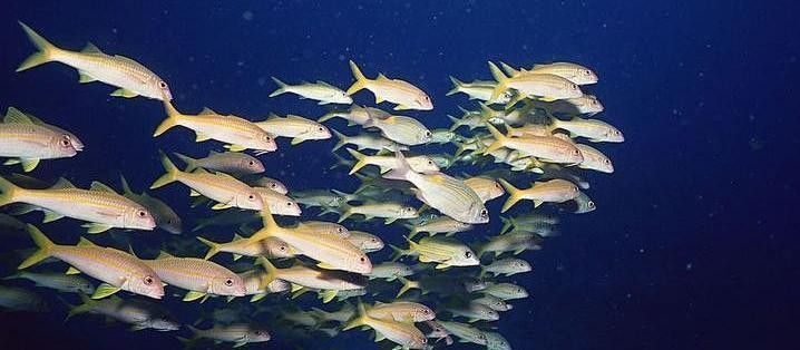 混養(yǎng)時(shí)如何選擇合適的魚類：養(yǎng)魚選擇合適的魚類對(duì)于水族箱生態(tài)系統(tǒng)的平衡和健康至關(guān)重要
