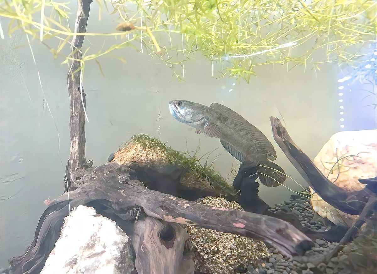 雷龍魚繁殖期如何喂養：關于雷龍魚繁殖期喂養的要點
