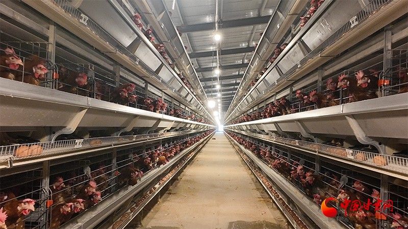 基地的養殖規模有多大：北京最大生豬養殖基地在房山開工光明網竇店肉牛養殖基地