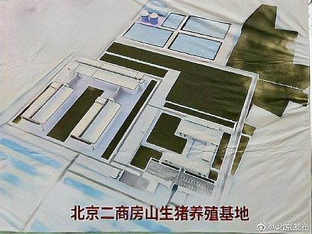 基地的養殖規模有多大：北京最大生豬養殖基地在房山開工光明網竇店肉牛養殖基地