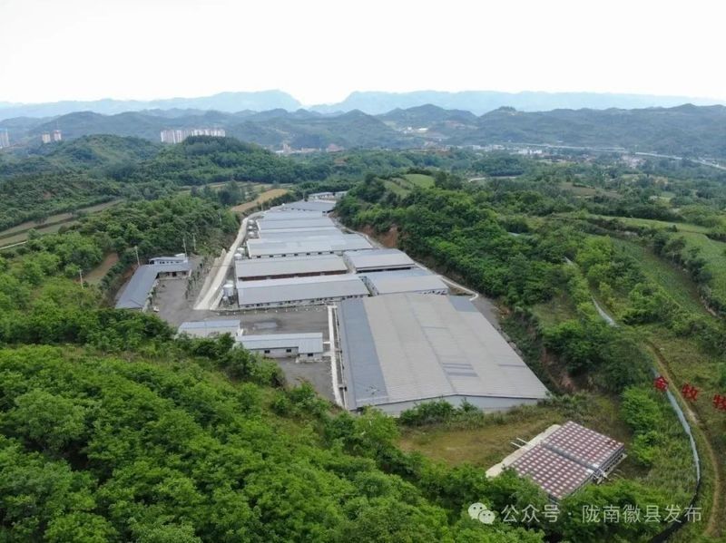 基地的養殖規模有多大：北京最大生豬養殖基地在房山開工光明網竇店肉牛養殖基地