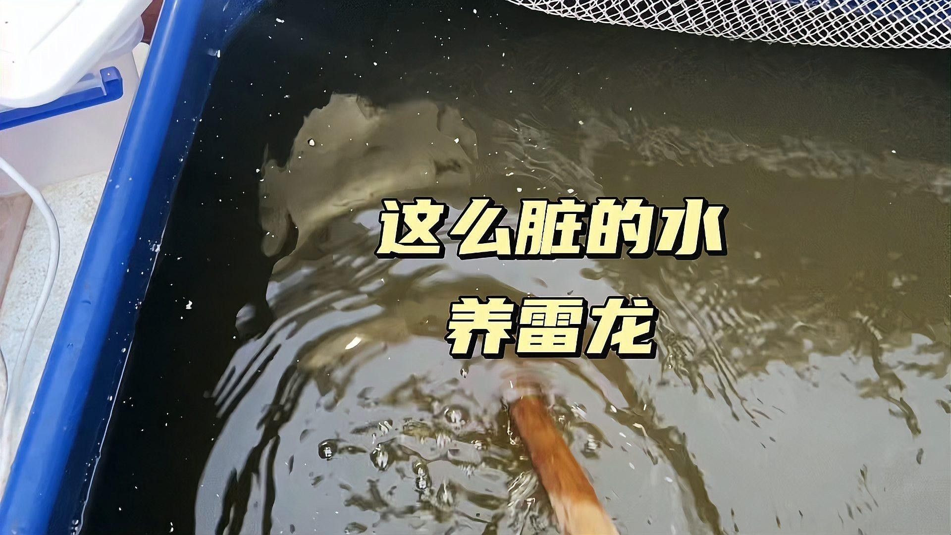 七星雷龍魚的最佳飼養環境：七星雷龍魚的最佳飼養環境及飼養條件