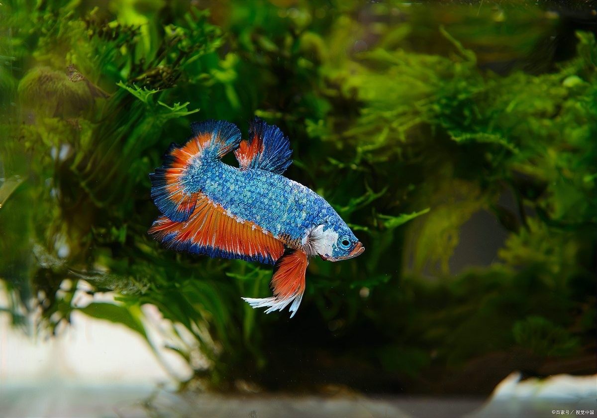 七星雷龍魚的最佳飼養環境：七星雷龍魚的最佳飼養環境及飼養條件