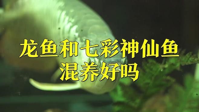 紅龍魚和七彩魚混養適合哪些品種：紅龍魚和七彩魚混養好嗎