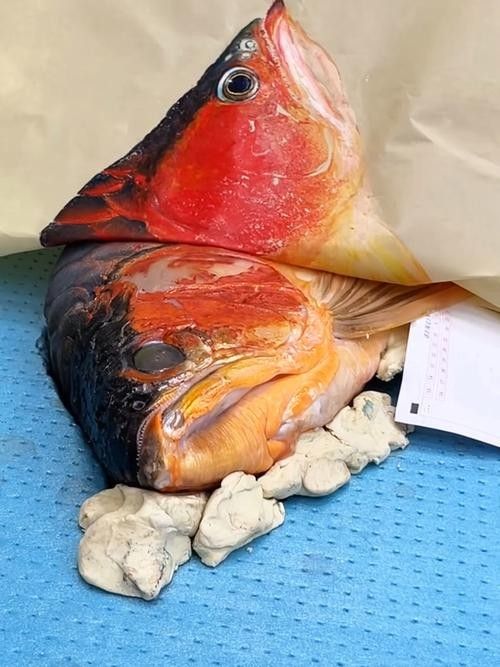 福龍為什么這么貴：中國最貴龍魚前十名廣州龍魚前十名廣州龍魚場