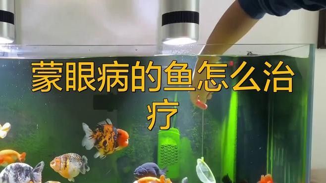 紅龍魚眼睛白膜如何治療：紅龍魚眼睛白膜怎么治療