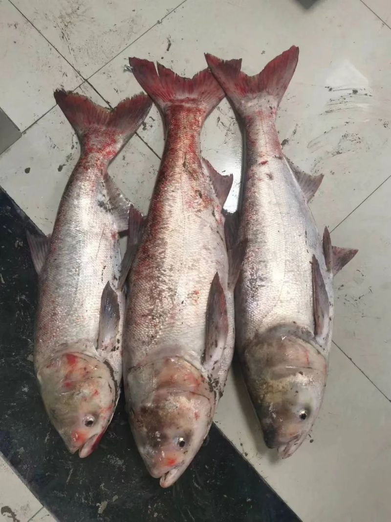 龍魚休閑垂釣中心怎么去：上海崇明哪里是禁漁區哪些地方不能垂釣