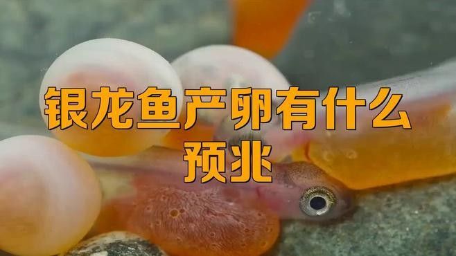 如何判斷龍魚是否產卵？：判斷龍魚是否產卵的幾個關鍵步驟