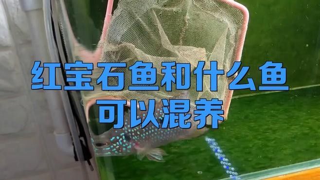 紅寶石魚和什么魚混養比較好：紅寶石魚可以和什么魚一起養 紅寶石魚和什么魚混養比較好：紅寶石魚可以和什么魚一起養 龍魚百科 第2張