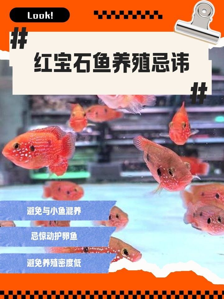 紅寶石魚和什么魚混養比較好：紅寶石魚可以和什么魚一起養 紅寶石魚和什么魚混養比較好：紅寶石魚可以和什么魚一起養 龍魚百科 第9張