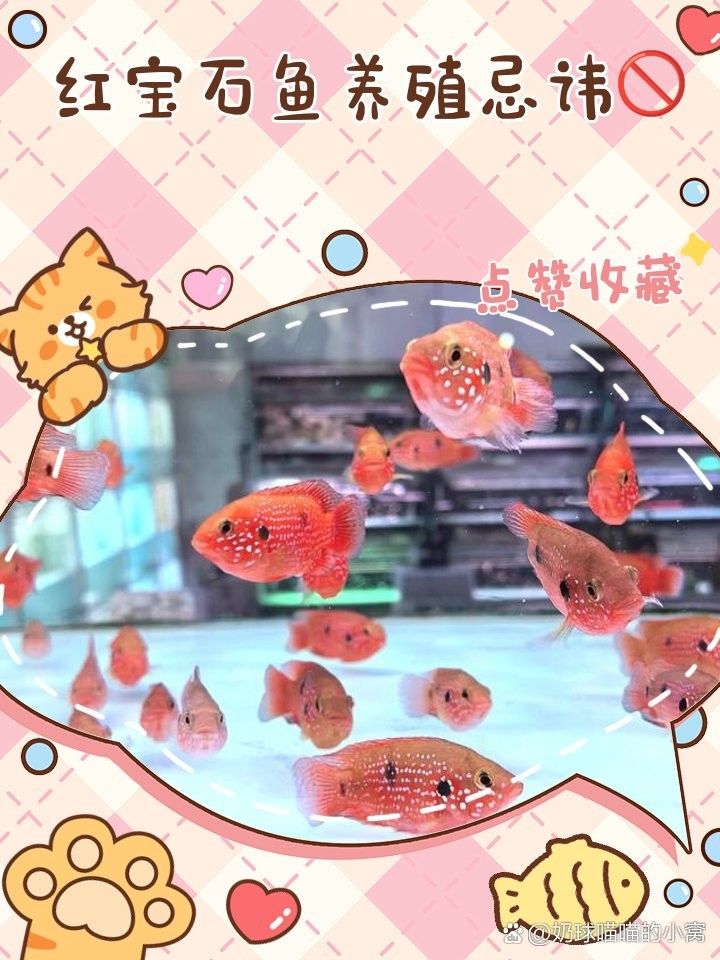 紅寶石魚和什么魚混養比較好：紅寶石魚可以和什么魚一起養 紅寶石魚和什么魚混養比較好：紅寶石魚可以和什么魚一起養 龍魚百科 第8張