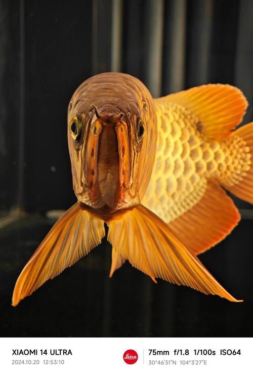 能提供更多的大紅龍魚圖片嗎：關(guān)于大紅龍魚的一些問題