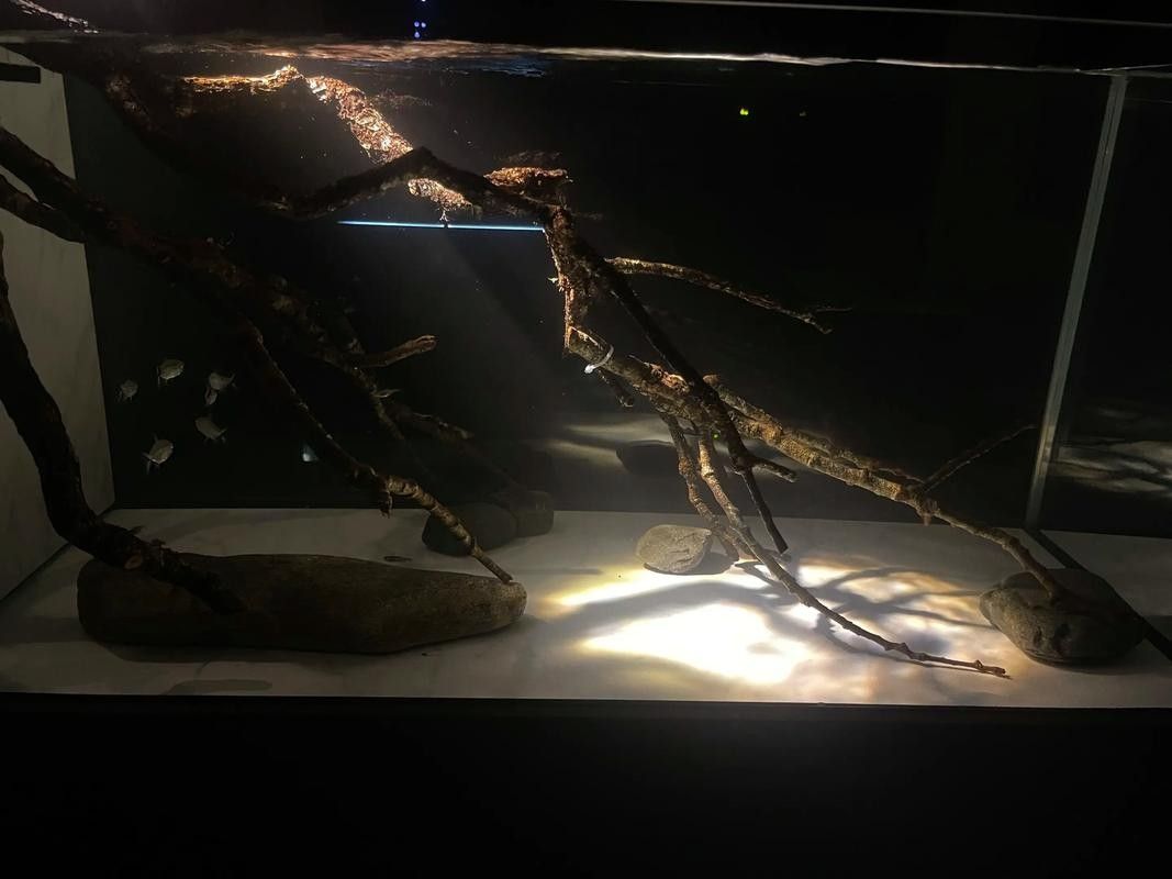 哪種類型的燈光最適合龍魚：養(yǎng)龍魚燈光選擇全攻略