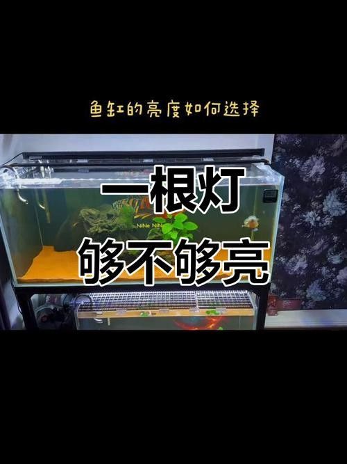 哪種類型的燈光最適合龍魚：養(yǎng)龍魚燈光選擇全攻略