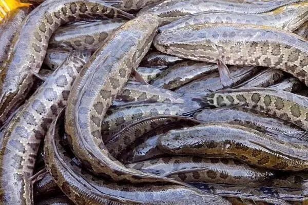 雷龍魚和烏魚能混養(yǎng)嗎：雷龍魚和烏魚可以混養(yǎng)嗎
