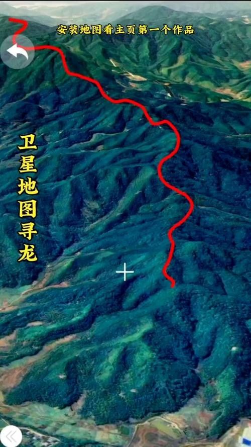 不同產地的金龍魚有何區別：不同產地的金龍魚在體型、顏色以及行為習性上可能會有所差異