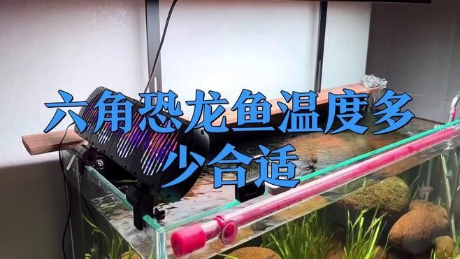 水溫對金色六角龍魚的影響：六角恐龍魚適合多少度水溫