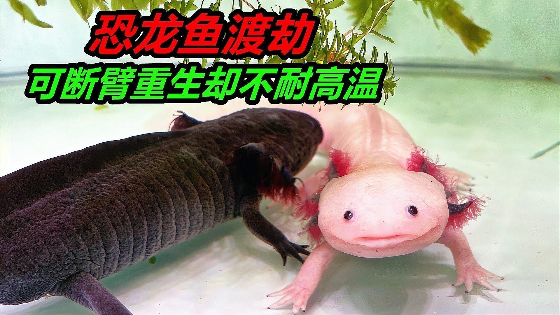 水溫對金色六角龍魚的影響：六角恐龍魚適合多少度水溫