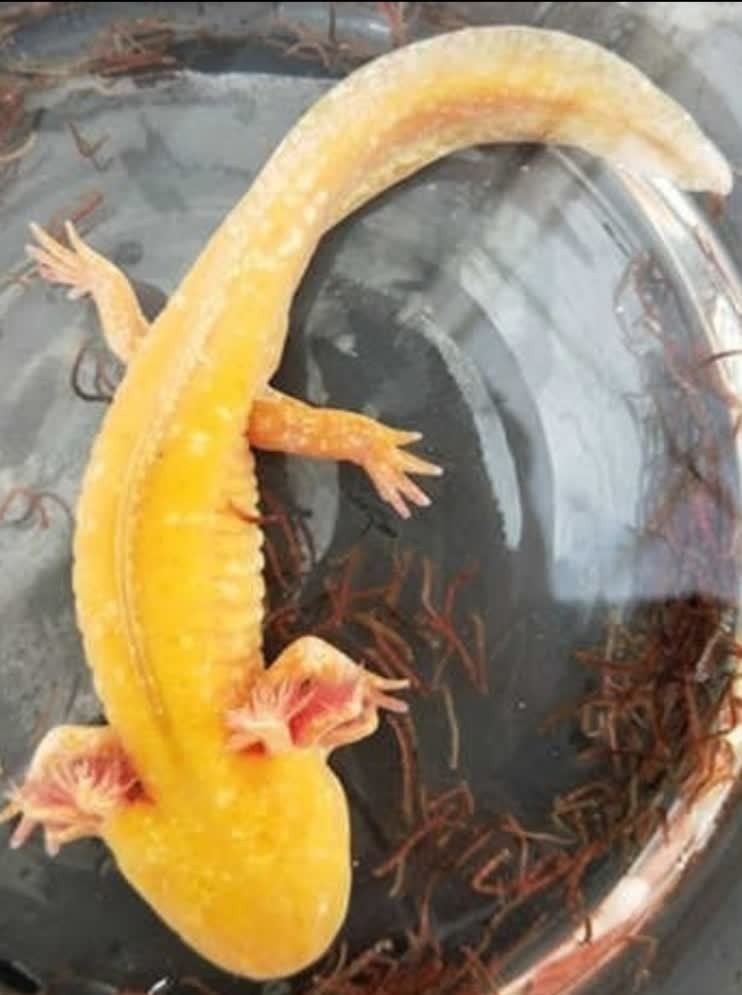 水溫對金色六角龍魚的影響：六角恐龍魚適合多少度水溫