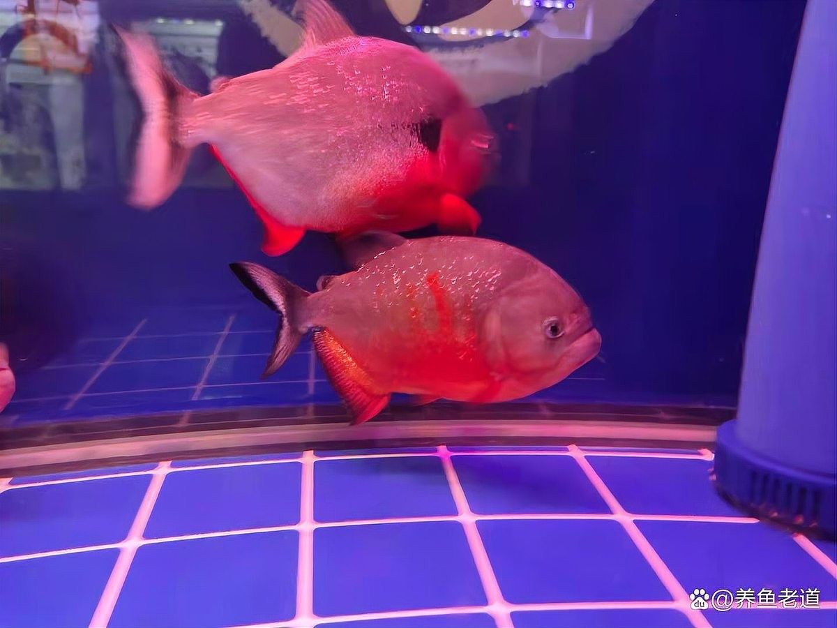如何控制紅龍魚的生長速度：什么樣的龍魚適合快養紅龍