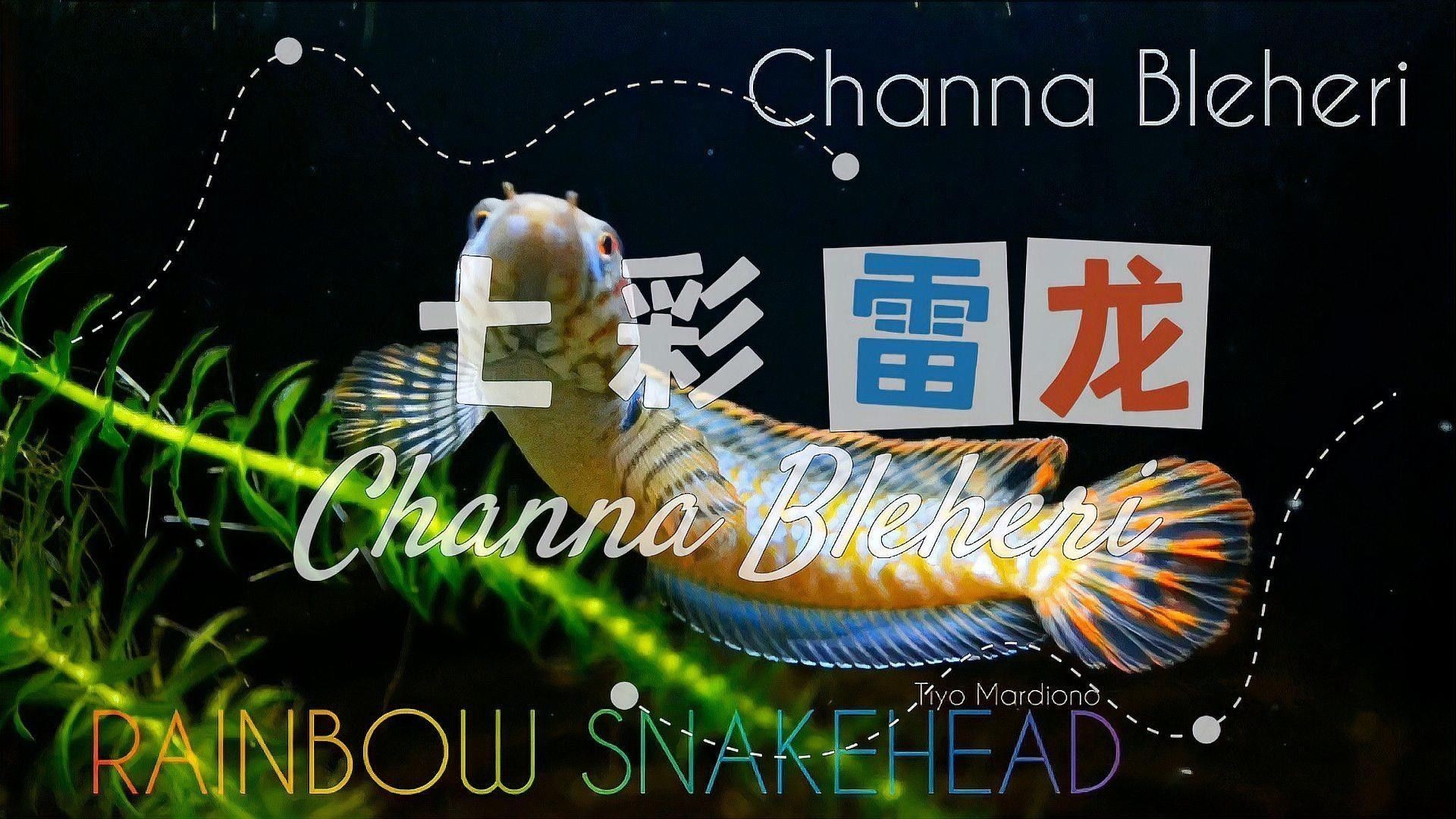 七彩雷龍魚有哪些品種：七彩雷龍魚的種類