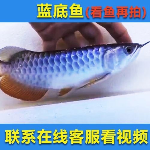 北京路黃龍魚頭價格范圍：北京路黃龍魚頭價格范圍：北京路黃龍魚頭價格范圍