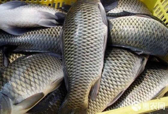 北京路黃龍魚頭價格范圍：北京路黃龍魚頭價格范圍：北京路黃龍魚頭價格范圍
