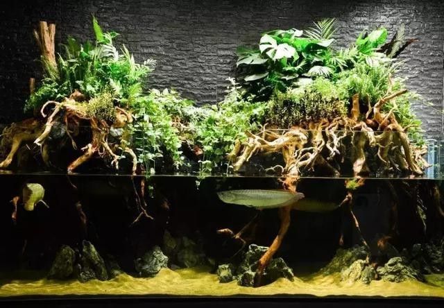 龍魚造景需要哪些材料：家居水景丨大型龍魚水陸缸造景教程