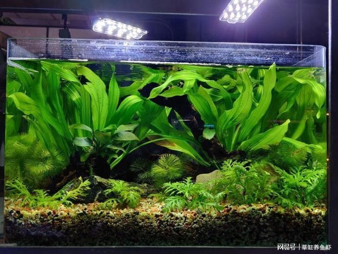 龍魚造景需要哪些材料：家居水景丨大型龍魚水陸缸造景教程