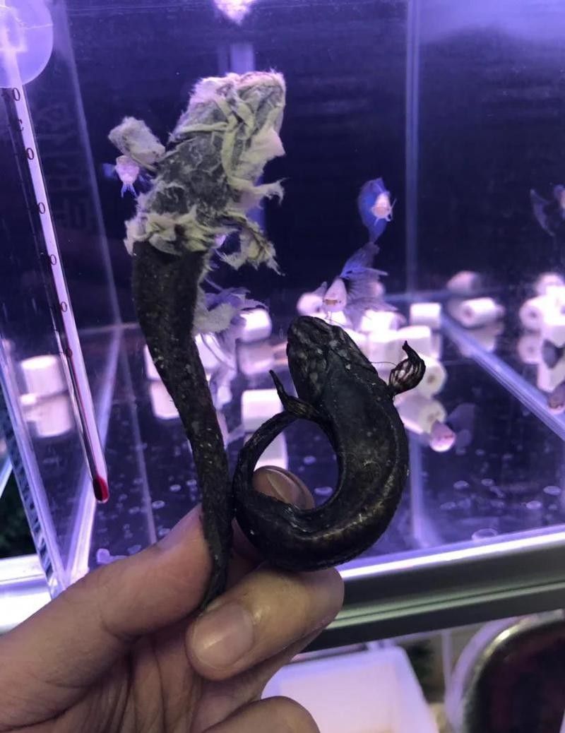 雷龍魚多久喂一次合適：關(guān)于雷龍魚喂食頻率的詳細(xì)指南：**喂食頻率