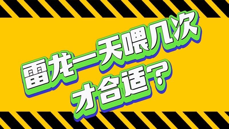 雷龍魚多久喂一次合適：關(guān)于雷龍魚喂食頻率的詳細指南：**喂食頻率