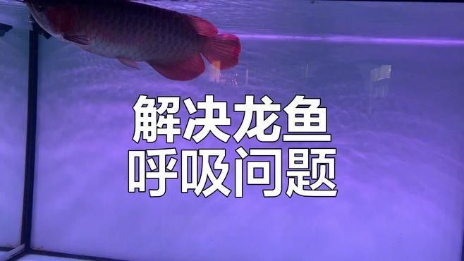 如何預防龍魚呼吸困難？：如何預防龍魚呼吸困難