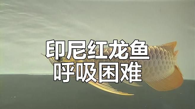 如何預防龍魚呼吸困難？：如何預防龍魚呼吸困難