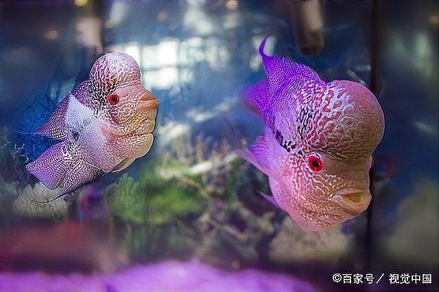 如何降低過背金龍魚打架的頻率？：過背金龍魚打架怎么辦