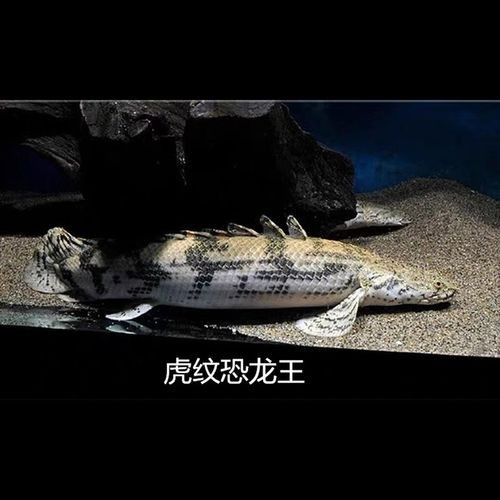 給我更多虎紋恐龍魚的圖片：廣東男子釣獲新物種，長龍鰭帶龍角