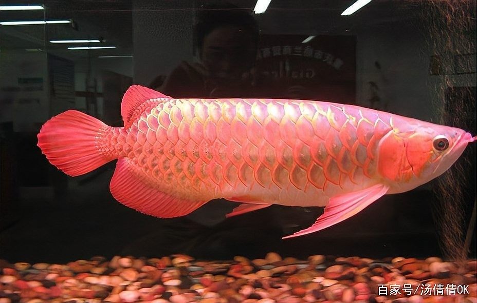 宛城哪個水族館龍魚好？祥龍魚場龍魚：廣州祥龍魚場